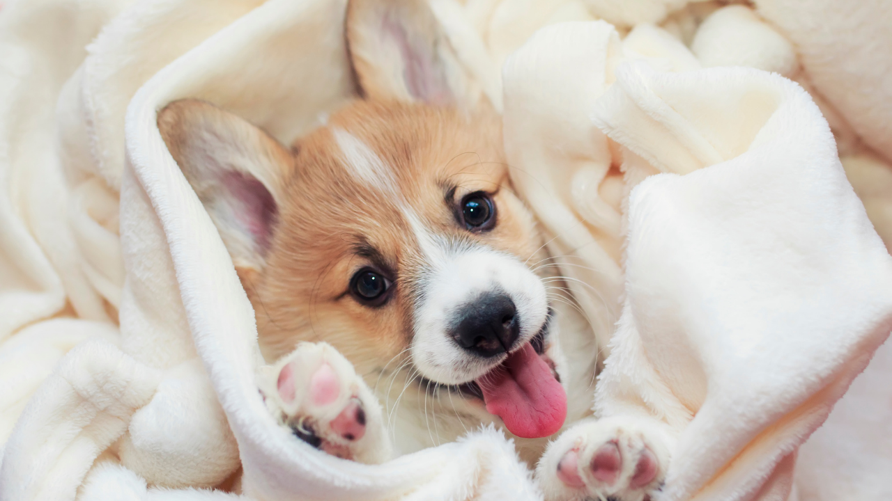 corgi smiling under blanket